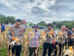 Panen Jagung Perdana di Desa Riam Berasap Hasilkan 550 KG, Dukung Ketahanan Pangan Kayong Utara