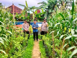 Cek Tanaman Jagung, Kanit Binmas Polsek Betung Iptu Hendra Siahaan : Perhatikan Kondisi Lahan