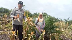 Cek Progres Panen Jagung, Aipda Rupinus Ahie Tinjau Lahan Pertanian di Desa Kayu Ara
