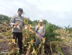 Cek Progres Panen Jagung, Aipda Rupinus Ahie Tinjau Lahan Pertanian di Desa Kayu Ara