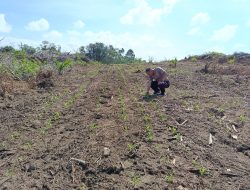 Polsek Menjalin Monitoring Perkembangan Tanaman Jagung di Lahan Percontohan Polsek Menjalin