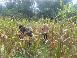 Bintara Penggerak Ketahanan Pangan Polsubsektor Sompak Panen Jagung di Desa Pauh