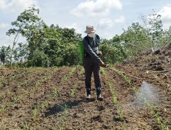 Kapolres Landak Turun Langsung Menjadi Petani, Ajak Masyarakat Mandiri Pangan