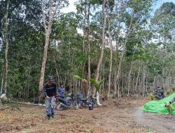 Optimalisasi Pertumbuhan Jagung : Polsek Menjalin Semprot Insektisida di Lahan Percontohan