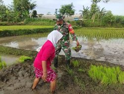Percepat Masa Tanam, Babinsa Desa Ngembul Dampingi Petani Tanam Padi