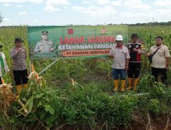 Cek Tanaman Jagung, AKP Herly Setiawan Pastikan Akan Panen Akhir Bulan Mei 2025