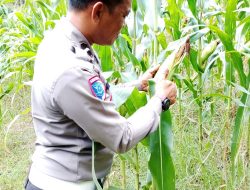Bintara Penggerak Desa Bilayuk Cek Progres Penanaman Jagung