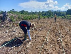 Polsek Mandor Tanam Jagung di Lahan Percontohan untuk Dukung Ketahanan Pangan