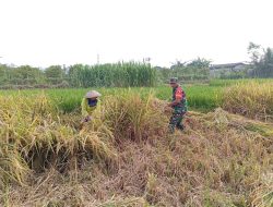 Penuh Semangat, Babinsa Motivasi Panen Padi Poktan Rukun Makmur Di Tanjungsari