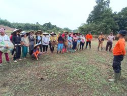 Polsek Meranti Tanam Perdana Jagung di Lahan Percontohan