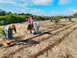 Kapolsek Mandor: Tanam Jagung Jadi Langkah Nyata Wujudkan Swasembada Pangan