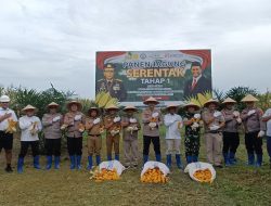 Dukung Program Asta Cita Presiden, Polres Mesuji Panen Jagung Bersama TNI dan Pemda