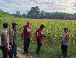 Kapolsek Mempawah Hulu Tinjau Kesiapan Lokasi Panen Perdana Tanaman Jagung