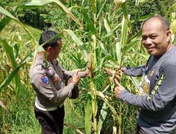 Polsek Mempawah Hulu Rutin Pantau Progres Pertumbuhan Jagung