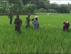 Babinsa Dampingi Petani, Pastikan Pemupukan Tepat dan Maksimalkan Hasil Panen