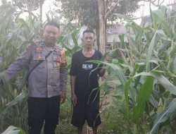 Bintara Pengerak Ketahanan Pangan Cek Pengecekan Tanaman Jagung Perkarangan Mandiri