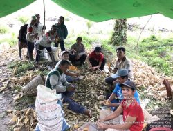 Panen Jagung Poktan Baru Bamula di Desa Keranji Paidang Wujud Sinergi Petani, Polisi, dan Penyuluh