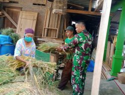 Babinsa Kemusu Sambangi Warga Sekaligus Membantu Panen