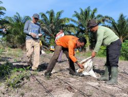 Polsek Ngabang Laksanakan Penanaman Bibit Jagung Hibrida R1 Nusantara Secara Berkelanjutan