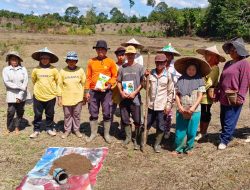 Polsek Meranti Lanjutkan Tanam Jagung di Lahan Percontohan