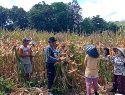 Bentuk Dukungan dan Motivasi Kepada Masyarakat, Pamatwil bersama Bintara Penggerak Hadir Panen Jagung