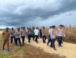 Dansatbrimob Polda Kalbar bersama dengan Pejabat Utama Polda Kalbar Damping Wakapolda Kalbar Melakukan Pengecekan dilokasi Panen Raya Jagung Kuartal II