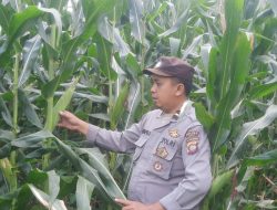 Bhabinkamtibmas dan Bintara Penggerak Desa Andeng Laksanakan Pengawasan Perkembangan Tanaman Jagung