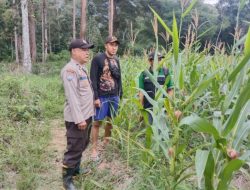 Dampingi Petani Mandiri Bhabinkamtibmas dan PPL Rutin Cek Progres Tanaman Jagung