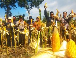 Hasilkan 5 Ton Jagung, Poktan Mekar Baru Jadi Contoh Pertanian Produktif