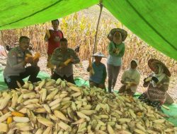 Bintara Pengerak Ketahanan Pangan Desa Semade Panen Jagung Mandiri