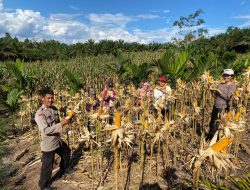 Sinergi Polisi dan Petani: Panen Perdana Jagung Hibrida di Desa Sekilap Berhasil