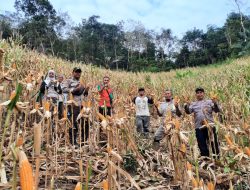 Kolaborasi Warga dan Kepolisian Sukseskan Panen Perdana Jagung di Sengah Temila