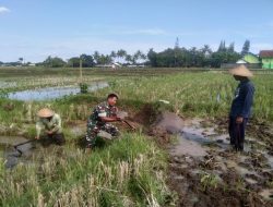 Tingkatkan Produktivitas Pertanian, Babinsa Desa Birowo Dampingi Petani Olah Lahan