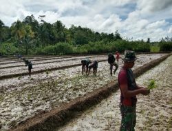 TMMD Kodim 1802/Sorong Tuntaskan 95% Lahan Ketahanan Pangan di Yeflio