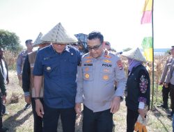 Kapolda NTB Ikut Panen Jagung di Sumbawa, Dukung Swasembada Pangan 2025