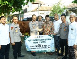Hari Raya Idul Adha 1446 H, Polres Gresik Salurkan Hewan Kurban: 17 Ekor Sapi dan 83 Ekor Kambing untuk Warga
