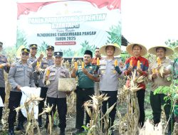 Dukung Swasembada Pangan 2025, Kapolres Gresik Ikut Panen Raya Jagung Serentak di Panceng