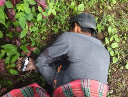 OPM Kembali Tembak Dua Warga Sipil Pekerja Bangunan Gereja