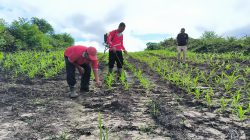 Polsek Ngabang Lakukan Penyemprotan Hama Di Kebun Jagung Presisi Polres Landak Rajawali Untuk Tumbuh Kembang Tanaman