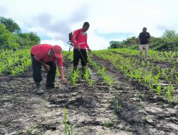 Polsek Ngabang Lakukan Penyemprotan Hama Di Kebun Jagung Presisi Polres Landak Rajawali Untuk Tumbuh Kembang Tanaman