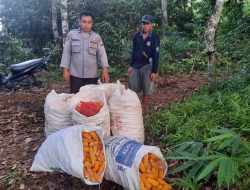 Panen Berkah: Semangat Perempuan Tani Dusun Tampi Bide Hasilkan 1.800 Kg Jagung