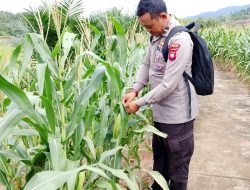 Bintara Penggerak Polsek Mempawah Hulu Cek Progres Pertumbuhan Tanaman Jagung