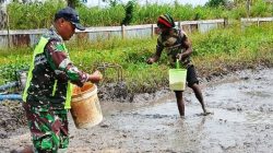 Perkuat Ketahanan Pangan, Babinsa Koptu Faozi Aktif di Lahan Pertanian Kampung Kiworo