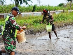 Perkuat Ketahanan Pangan, Babinsa Koptu Faozi Aktif di Lahan Pertanian Kampung Kiworo