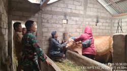 Upaya Pencegahan PMK Di Desa Kalinanas