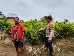 Bhabinkamtibmas Aiptu Yudhi S, Dampingi Petani Rawat Tanaman Laos