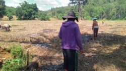 Dukung program Asta cita, Warga Sabaka Bertanam Jagung