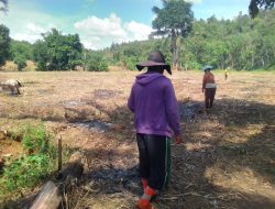 Dukung program Asta cita, Warga Sabaka Bertanam Jagung