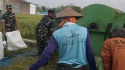Babinsa Panen Raya Bergandengan Tangan Menuju Kemakmuran Petani