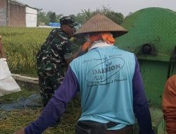 Babinsa Panen Raya Bergandengan Tangan Menuju Kemakmuran Petani